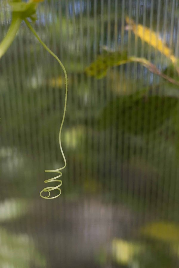 Comment adapter les recettes de cuisine pour les seniors souffrant de dysphagie ?